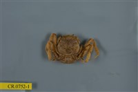 藏品(顆粒擬關公蟹)的圖片